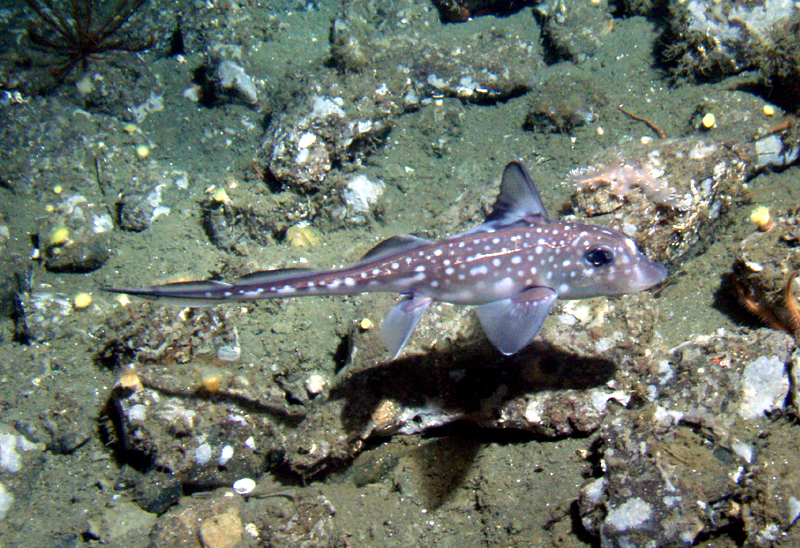 Spotted ratfish (Hydrolagus colliei) observed off Pt Pinos during a sanctuary seafloor monitoring survey using the Delta submersible.