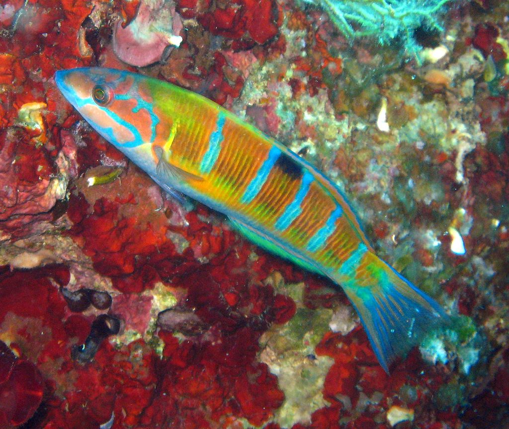 Female Thalassoma pavo taken in Bali